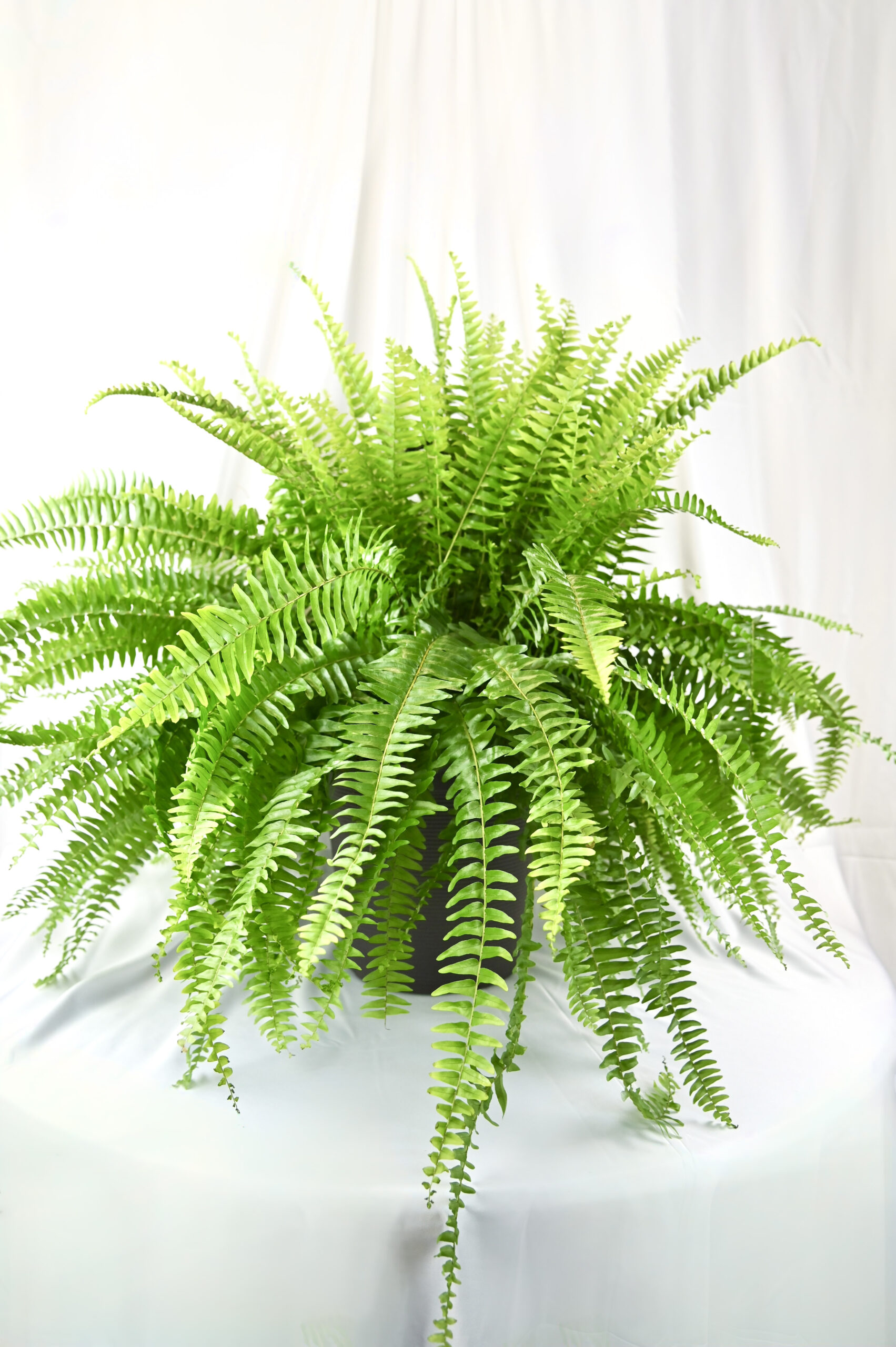 Ferns