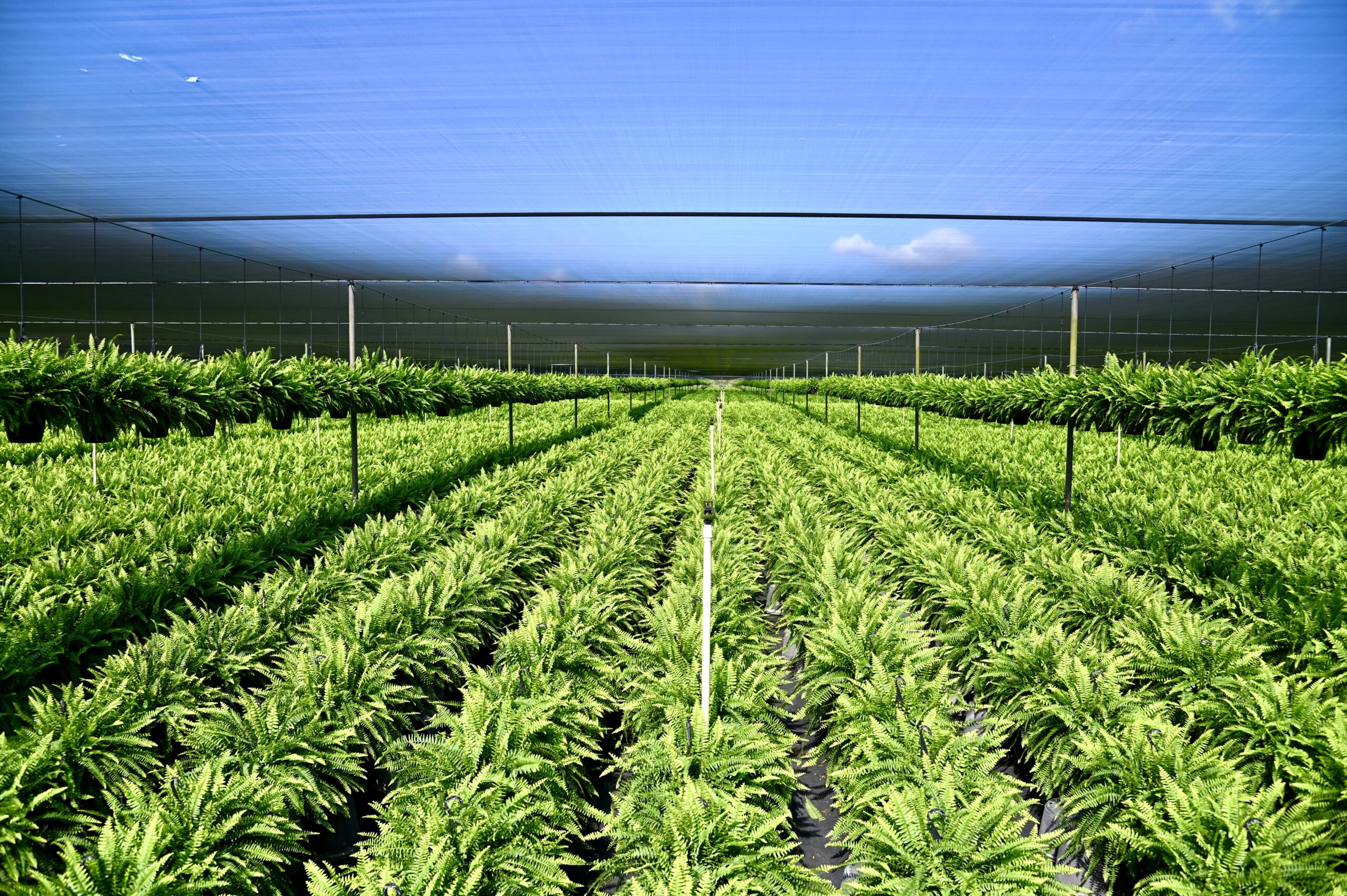 Plants