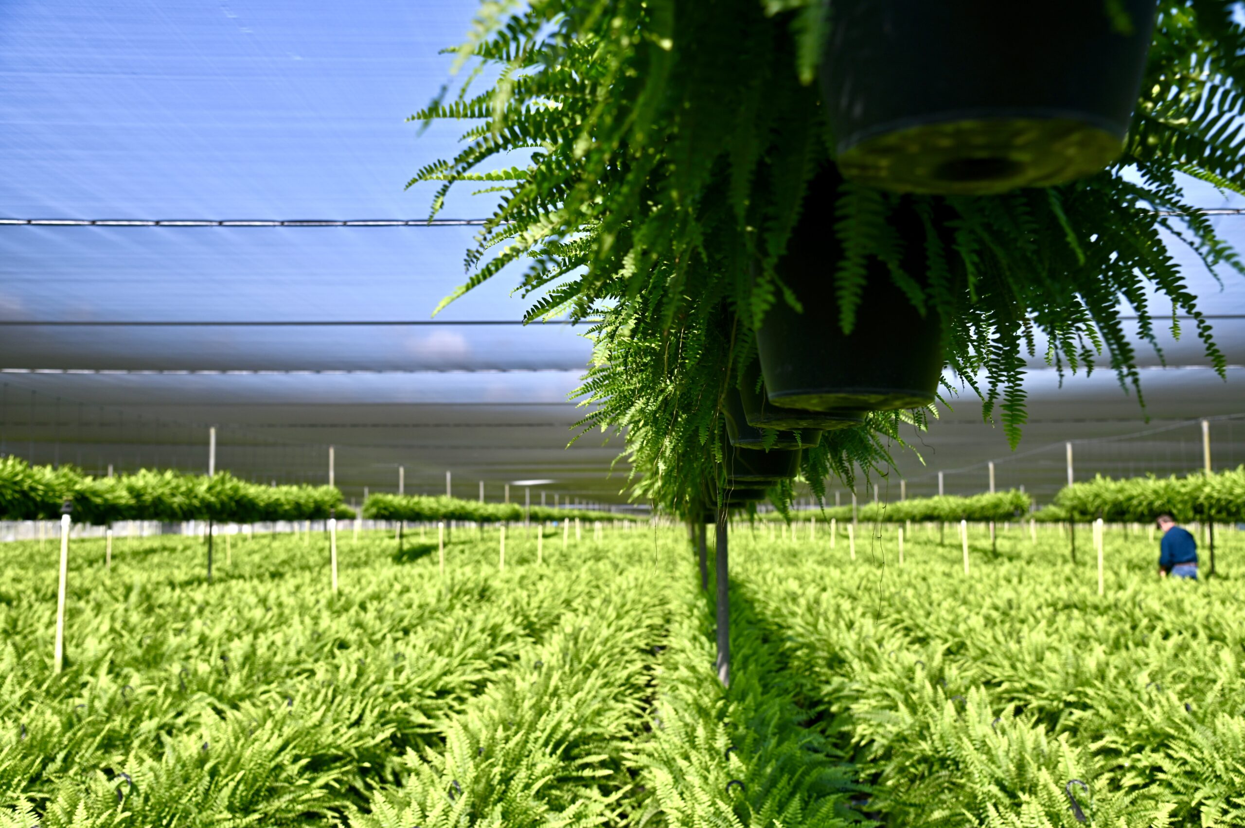 Plant