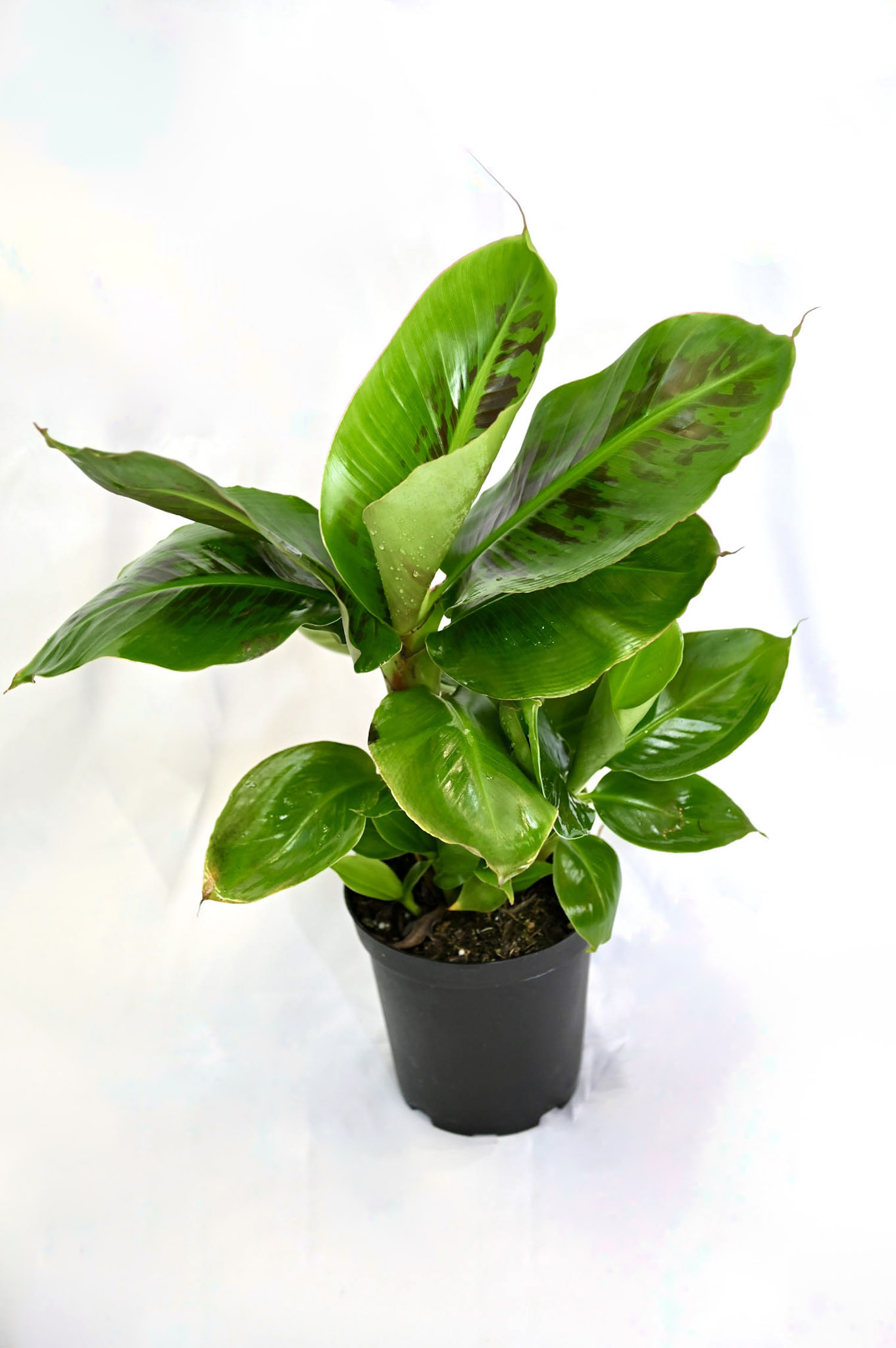 Banana (Musa Tropicana)