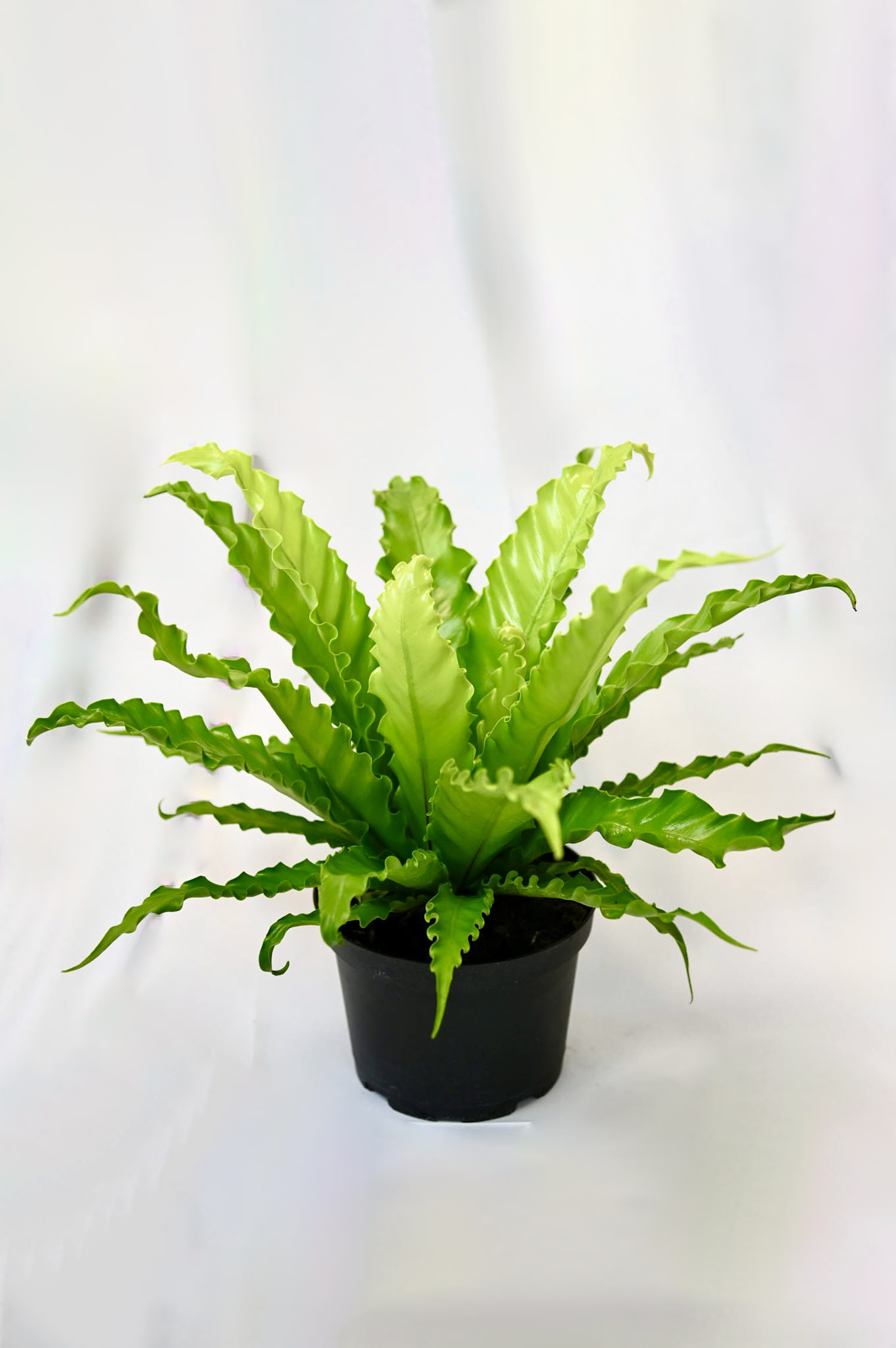 Exotic Fern Asst.