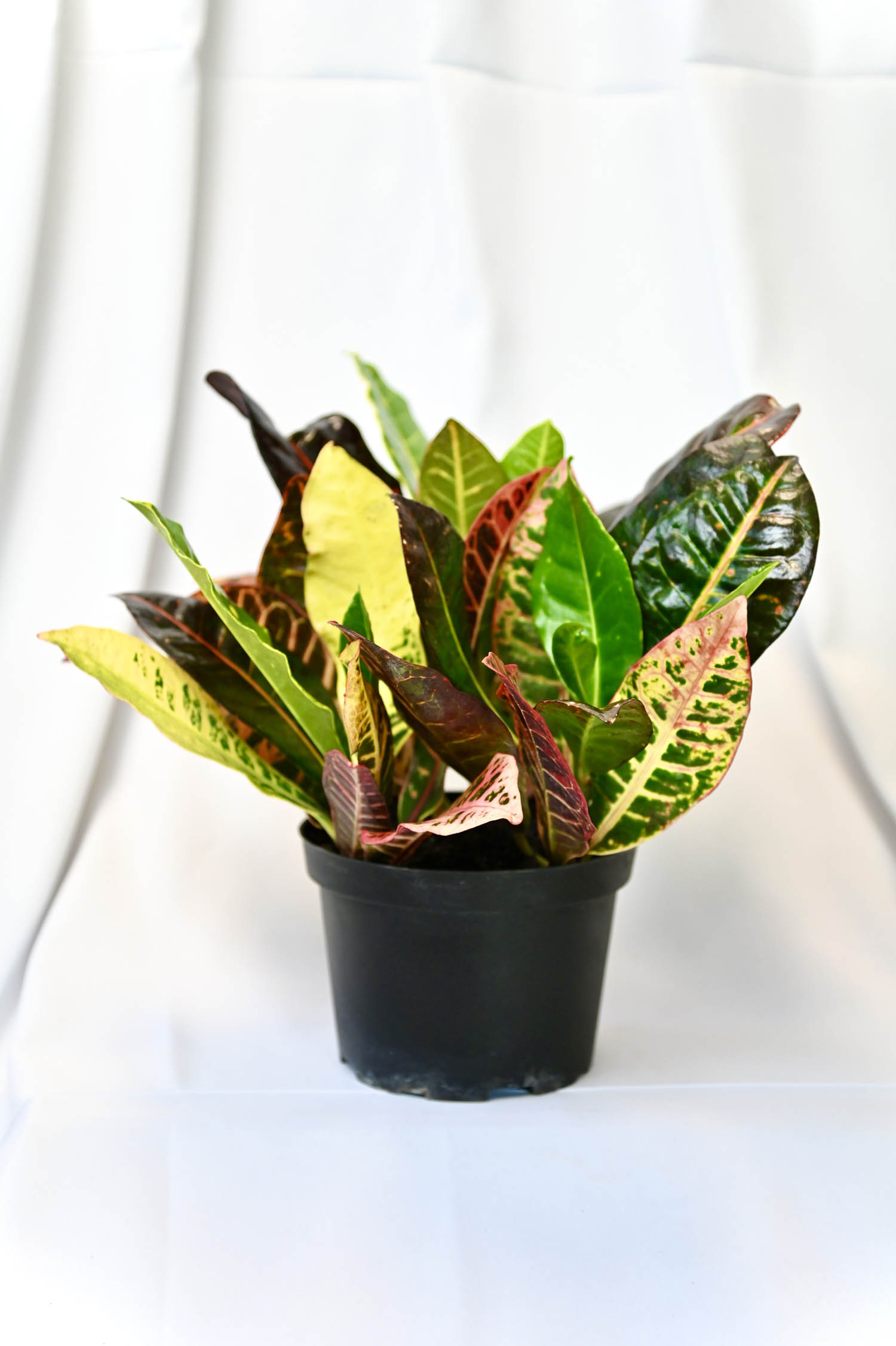 Croton Petra