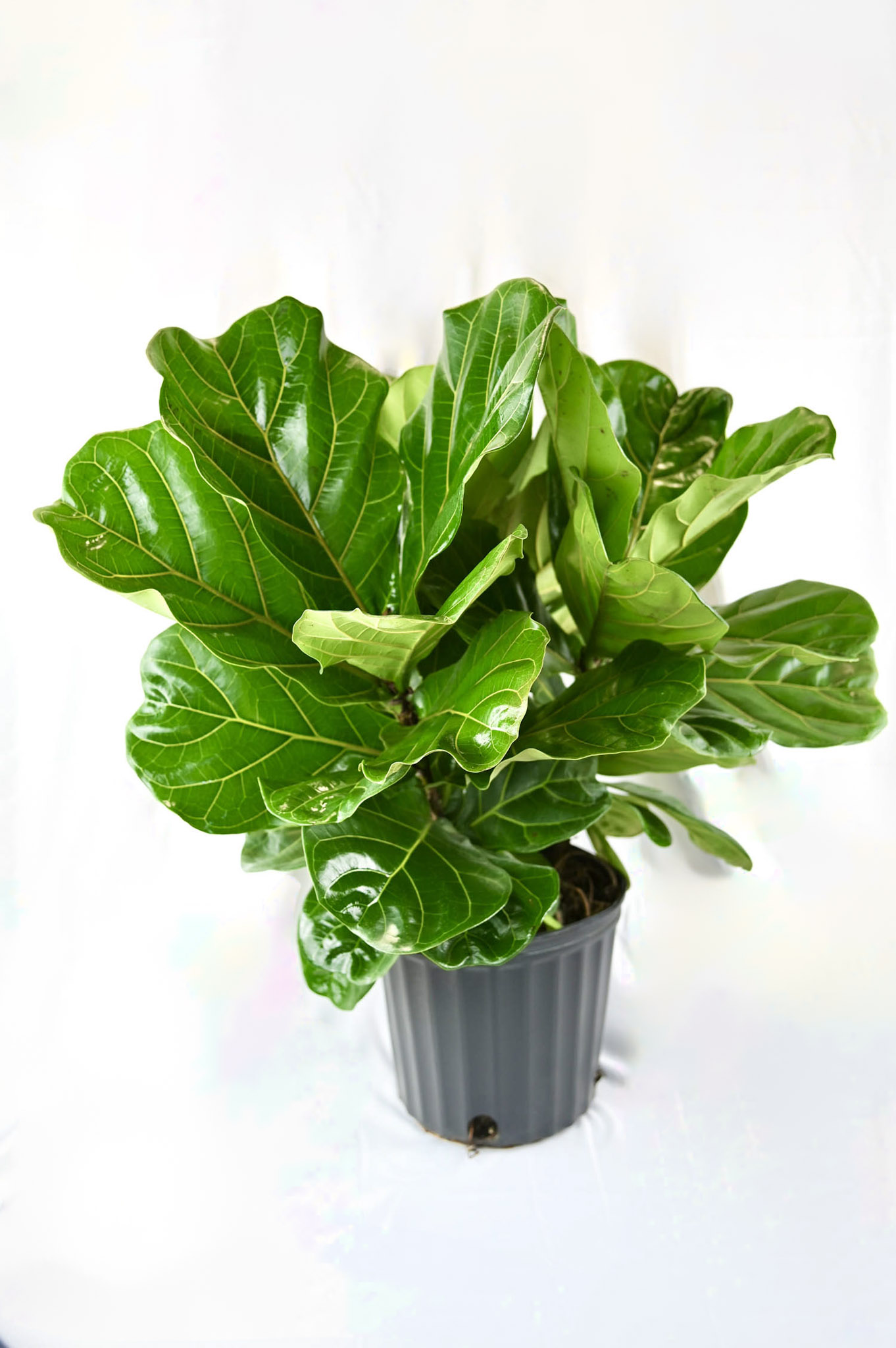 Ficus Lyrata (bush)