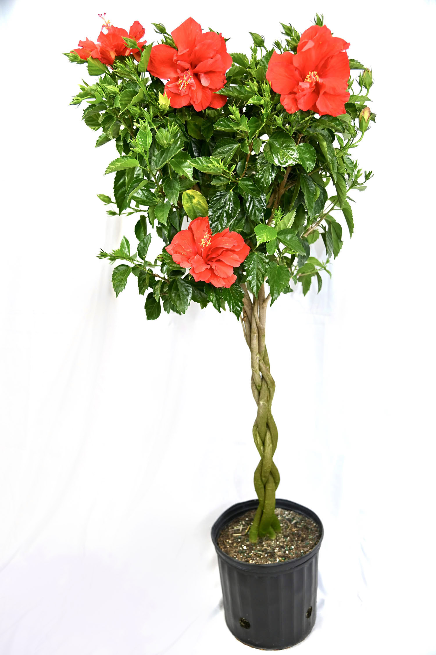 Hibiscus Braid (Asst. colors)