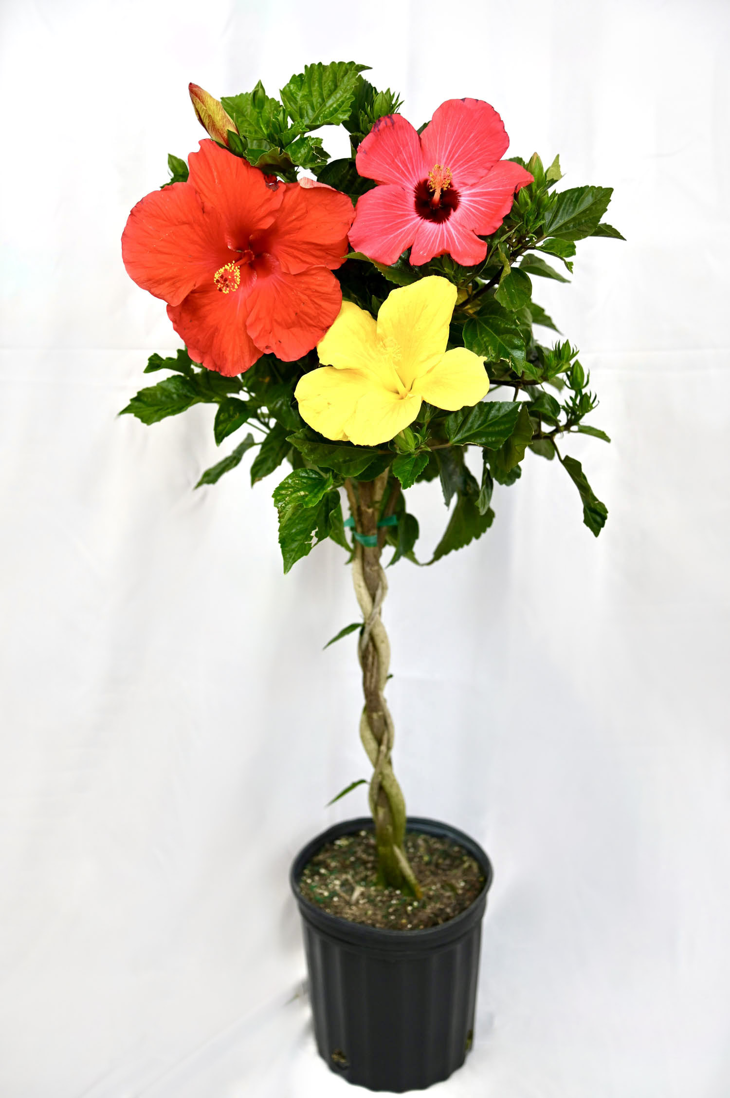 Hibiscus Braid (multi-color)
