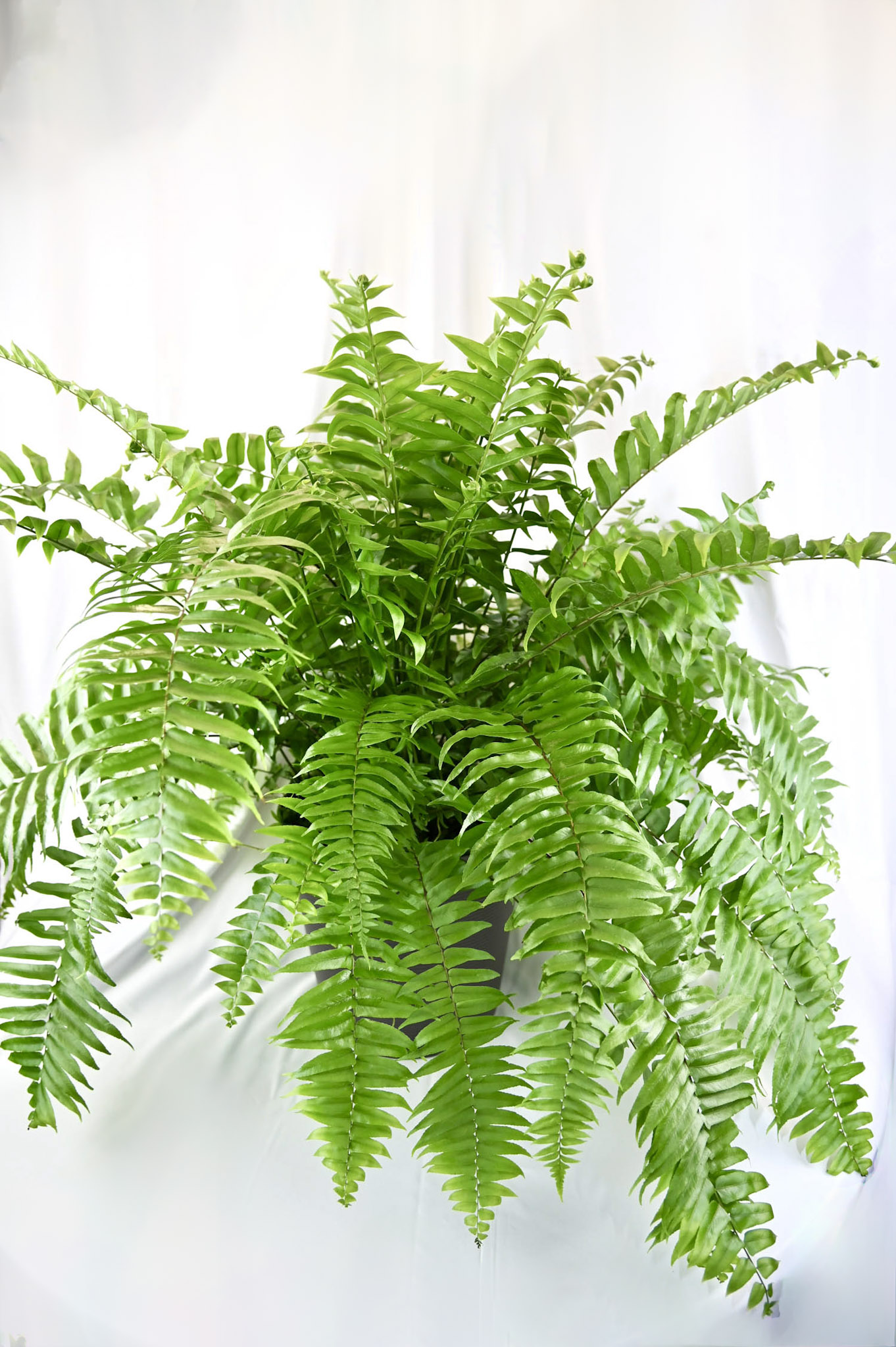 Macho Fern
