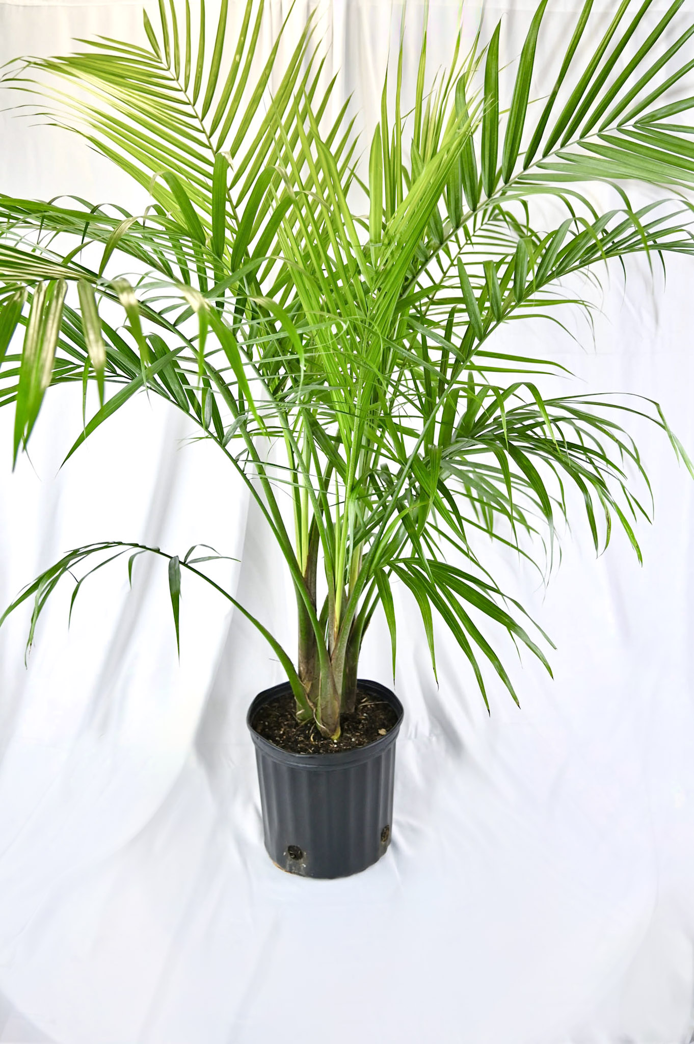 Majesty Palm