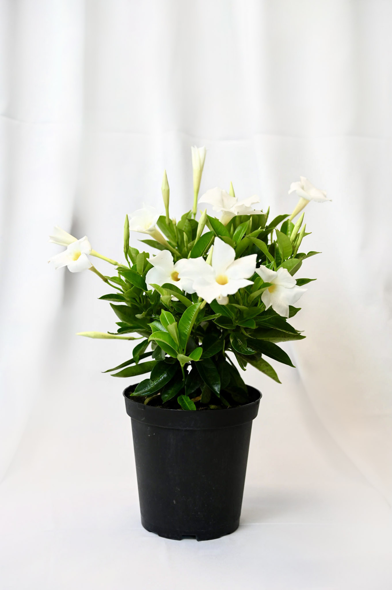 Mandevilla/Dipladenia Bush (pink/red/white)