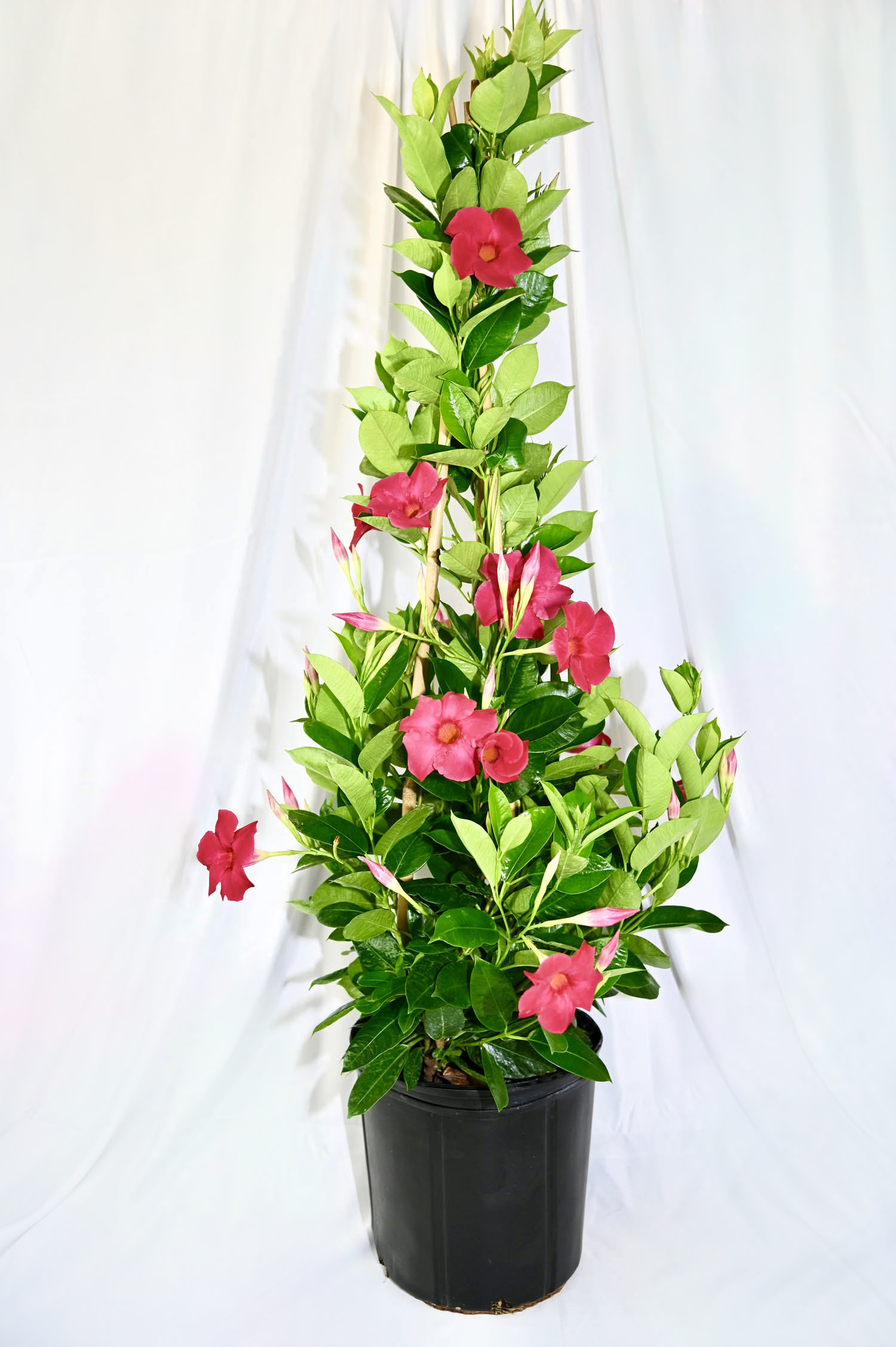 Mandevilla Teepee (pink/red/white)
