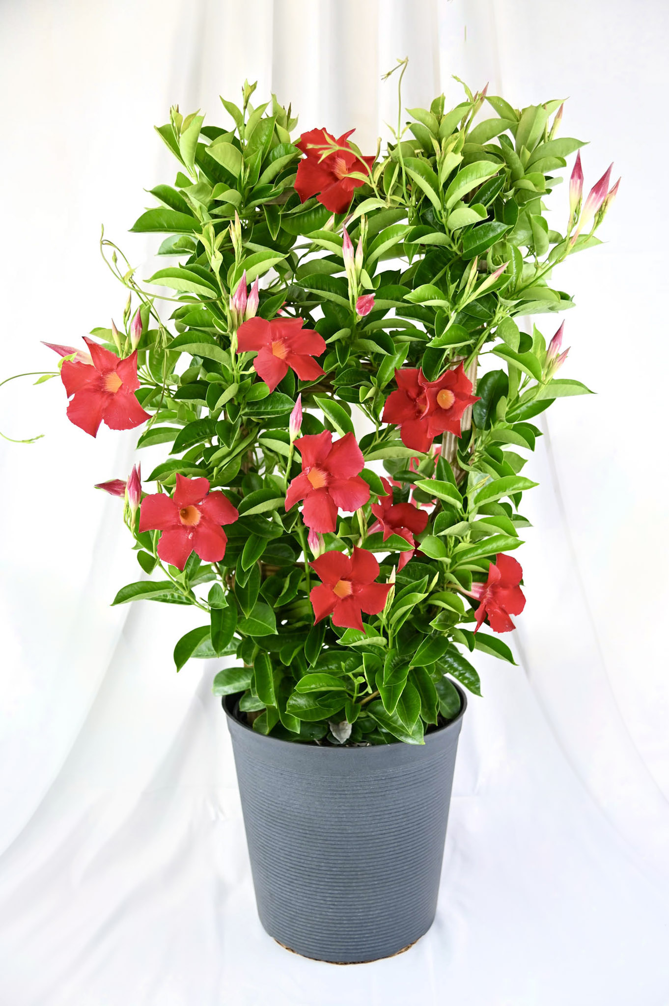 Mandevilla Trellis (pink/red/white)