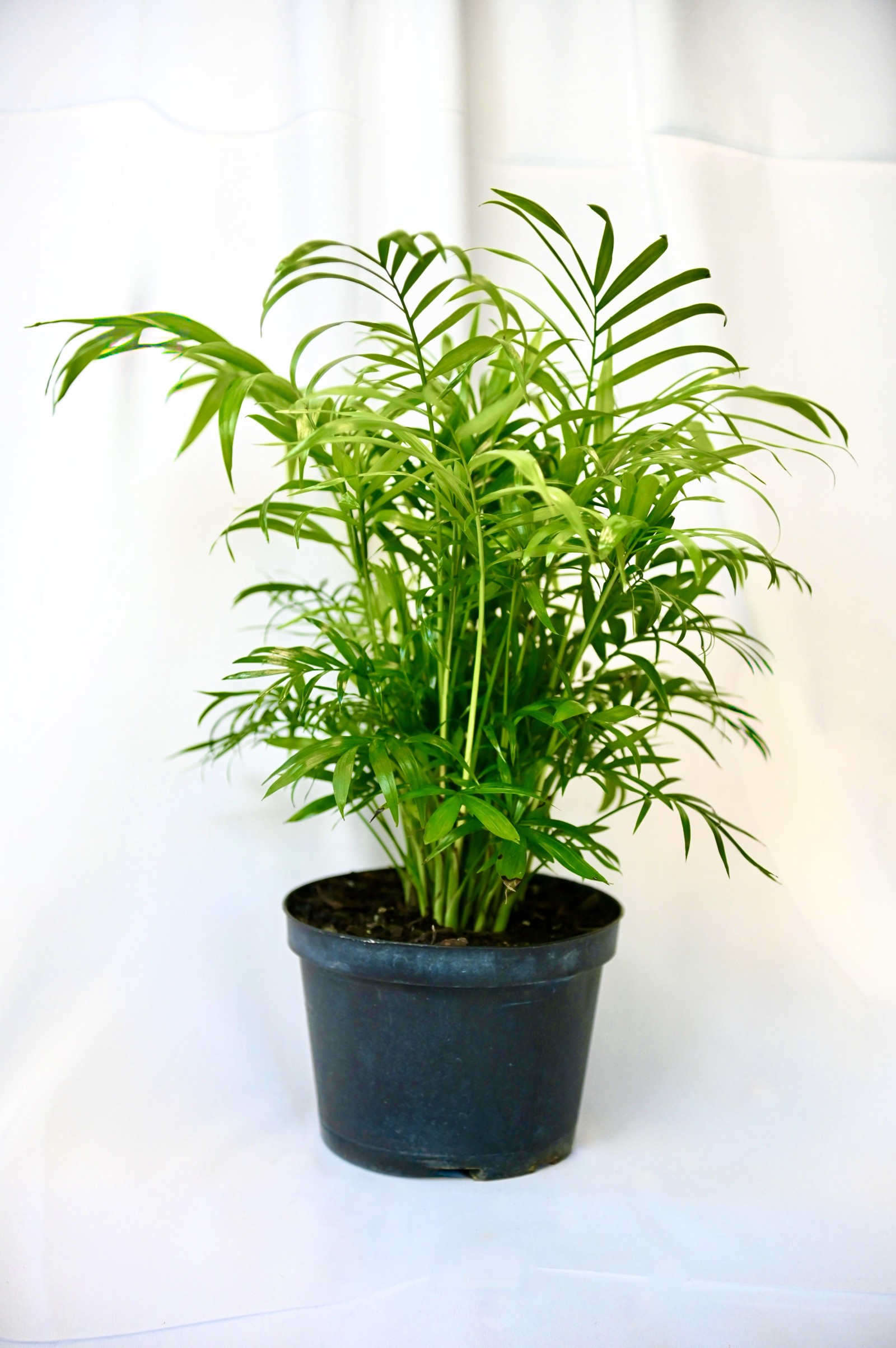 Neanthebella Palm