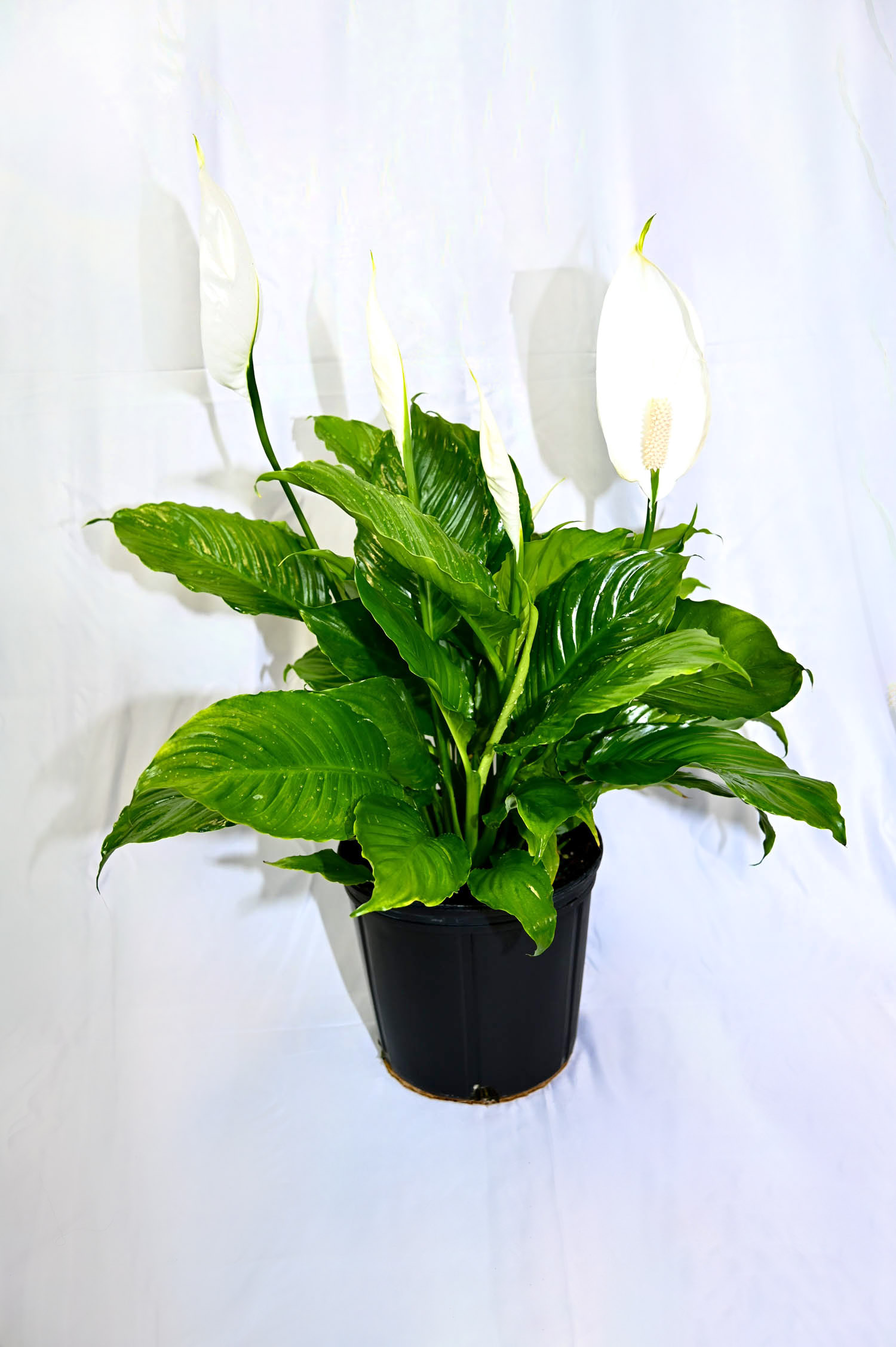 Spathiphyllum
