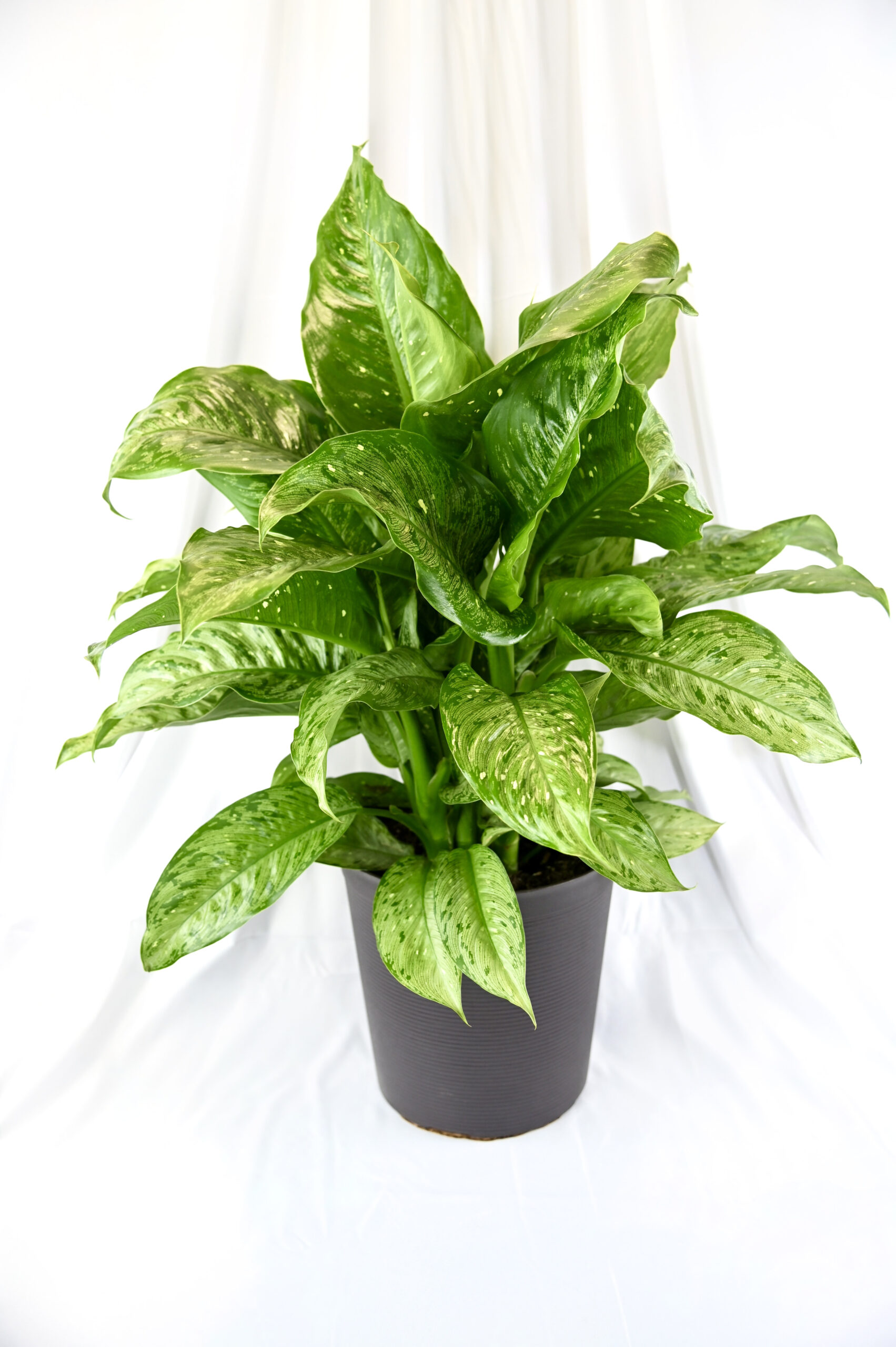 Diffenbachia