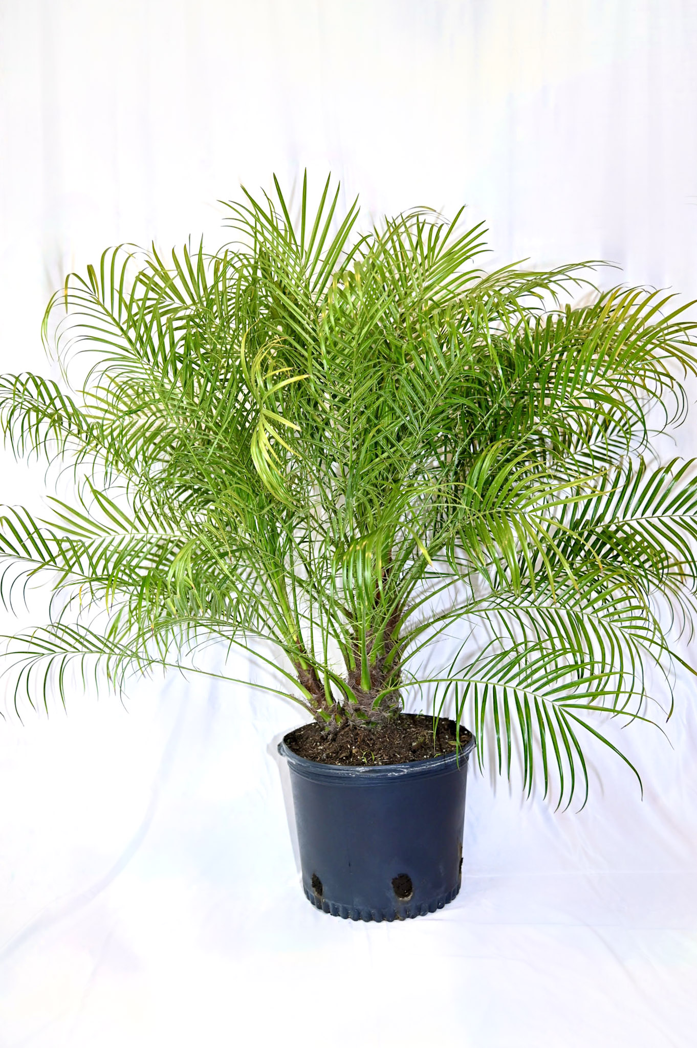 Pheonix Roebelenii