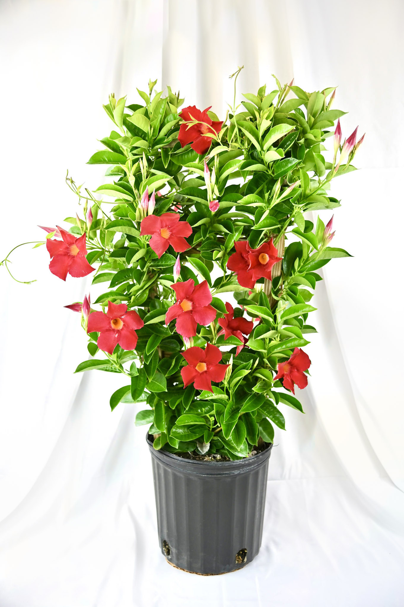 Mandevilla