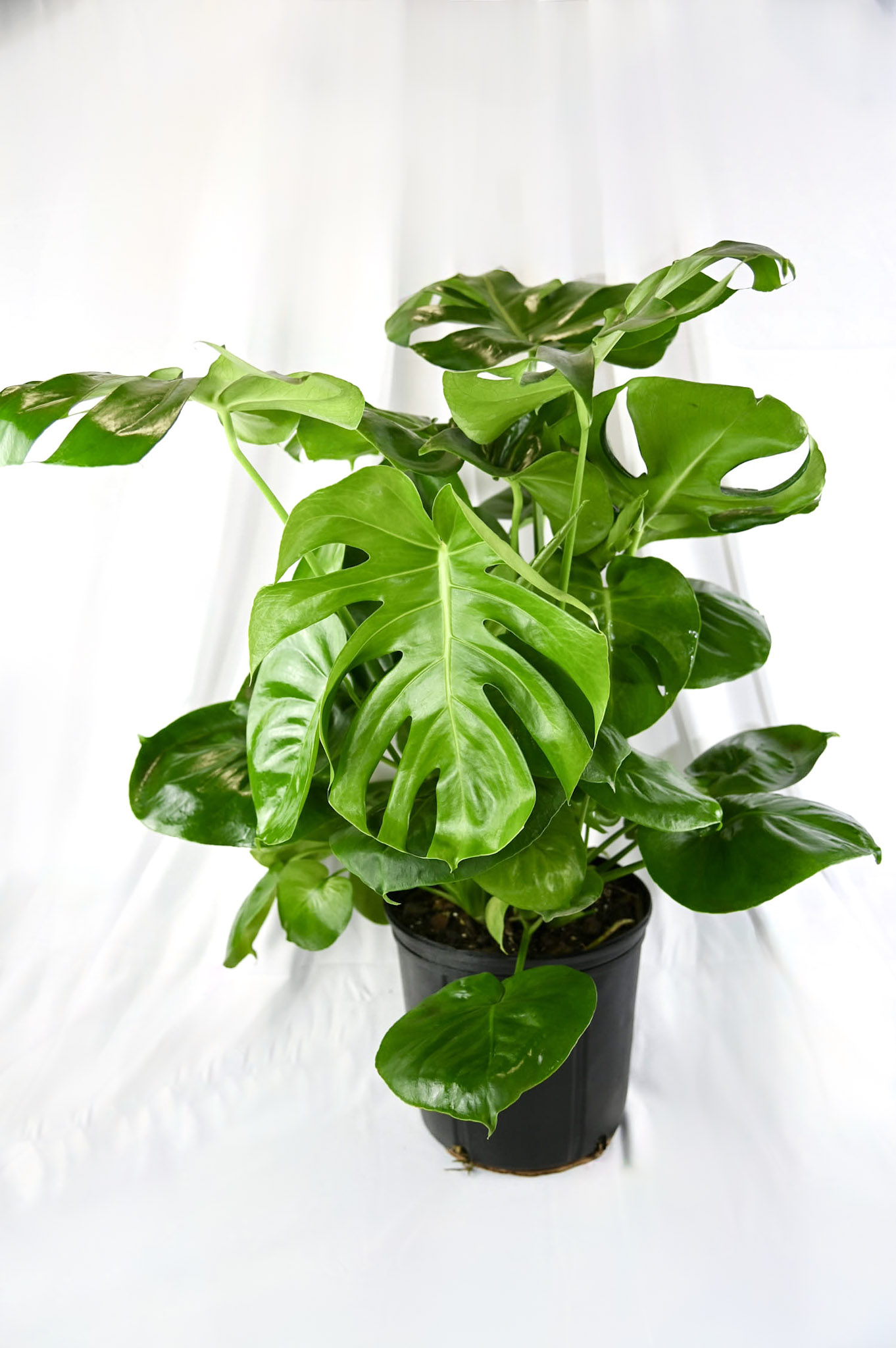 Tropicals