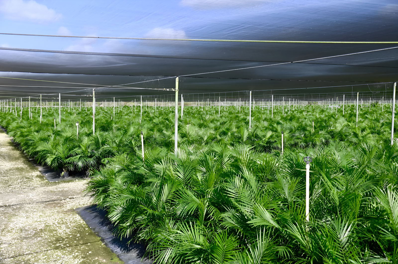 Plants
